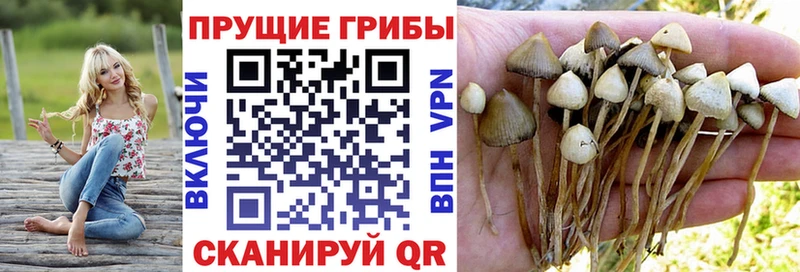 Псилоцибиновые грибы мицелий  как найти закладки  Костомукша 
